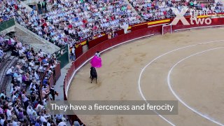 Bull Fighting In Spain - Animals As Entertainment? | timesXtwo