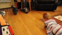 Best Of Babies Laughing Hysterically At Dogs And Cats Compilation 2014 NEW