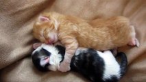 Ces chatons se font des gros câlins avant de s’endormir ! C’est adorable !
