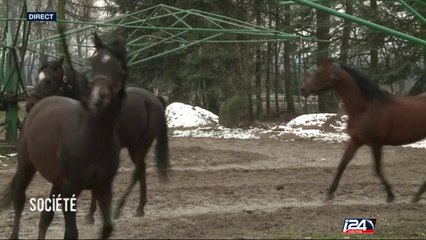 Grand Angle: quand la nature a dû mal à s'adapter à l'activité humaine