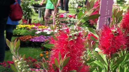 Inauguratio de la fête des géraniums 2016