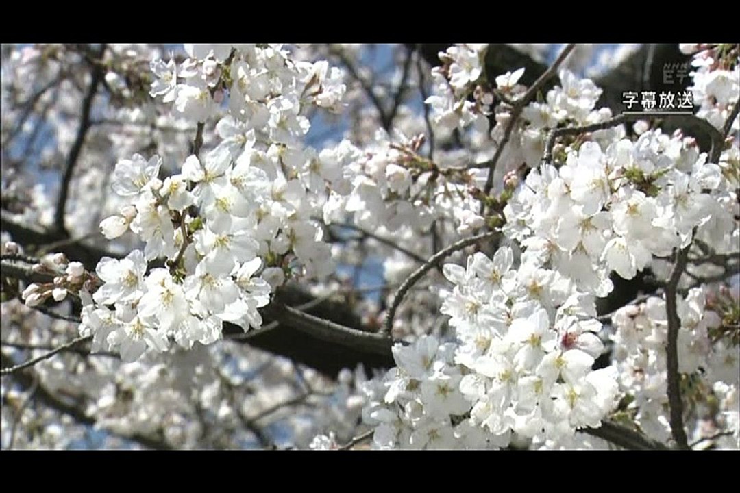 サイエンスZERO No.500 2015-04-05「ソメイヨシノの起源に迫る」　　(GG)