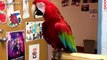 Funny videos Funny Animal Funny Parrots Dancing Compilation the best Cute Owls