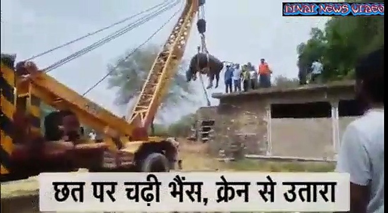 buffalo rajasthan