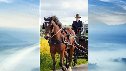 Машинки и Животные - Учим звуки - Transport for kids - Learning the Sounds Cars and Trucks