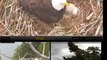 White Rock Eagle nest