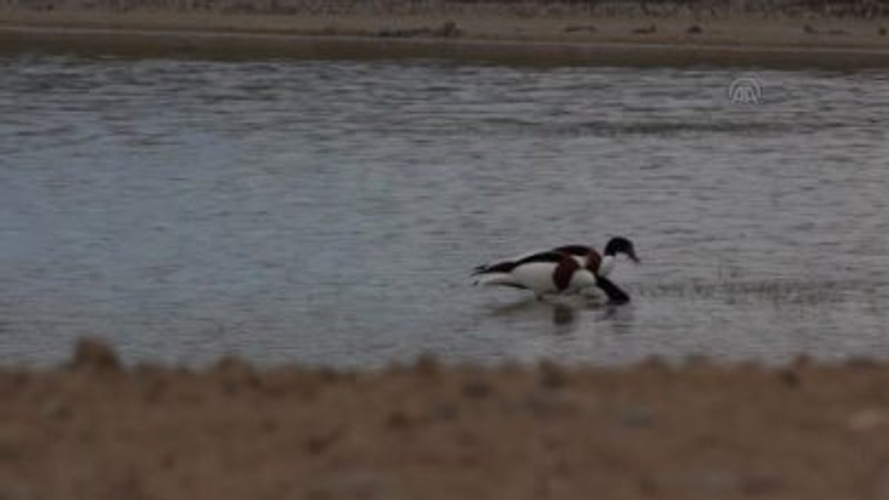 Seyfe Gölü Kuş Cenneti Sunalarla Şenlendi