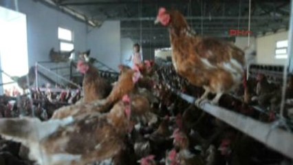 Aydın Hollandalı 40 Yıllık Gurbetçiden Koçarlı'ya Yumurta Çiftliği -Yeniden