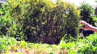 Popular Videos - Fruit tree & Orchard