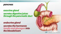 What Is the Pancreas ? Function, Enzymes & Role in Digestion