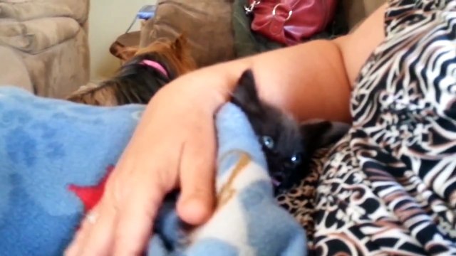 Jose Luis Colmenter: Ruidos raros que hacen los gatos