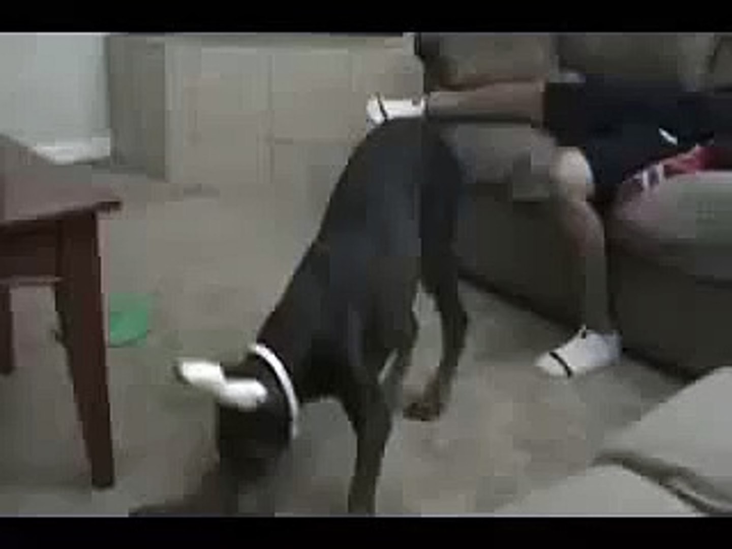 Funny Dog-Top Funny Videos-Funny Clips-Top Prank Videos-Top Vines Videos-Viral Video-Funny Fails