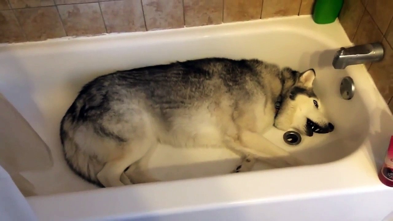 Un husky fait un caprice dans une baignoire