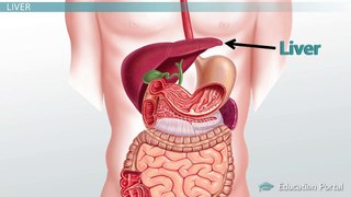 The Gallbladder & Liver: Function & Role in Digestion