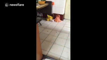 Rat chases cat around kitchen