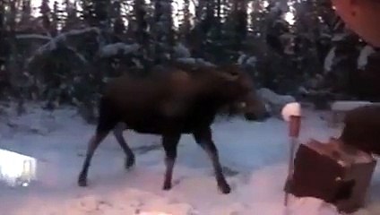 Des animaux qui se prennent pour des enfants - compilation h