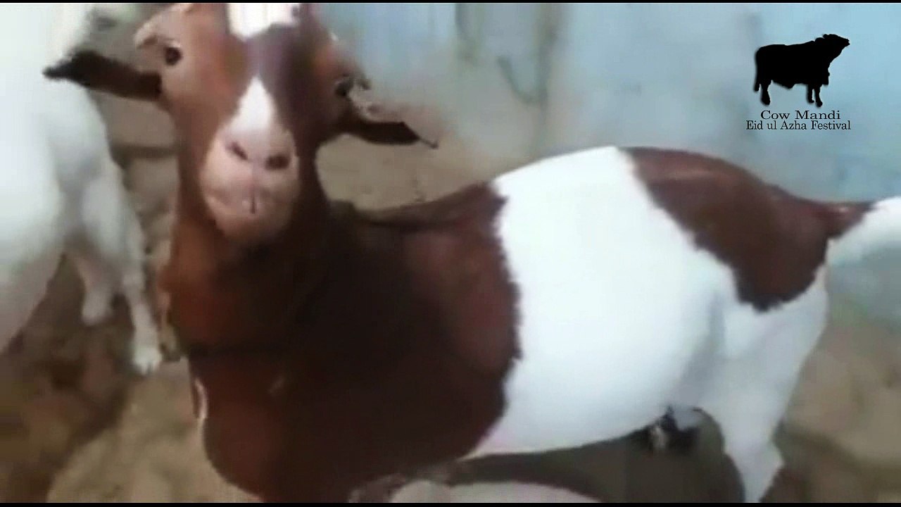 Beautiful white goats for Eid ul Adha 2016