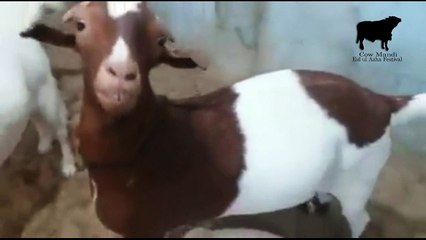 Beautiful white goats for Eid ul Adha 2016