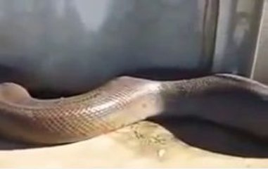 OMG !!! Cobra Found Inside House-Top Funny Videos-Top Prank Videos-Top Vines Videos-Viral Video-Funny Fails