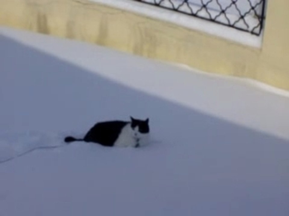 Chat dans la neige