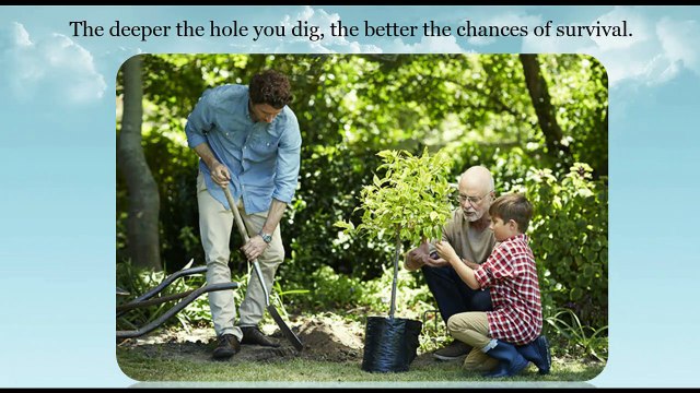 Have you been thinking about planting trees?