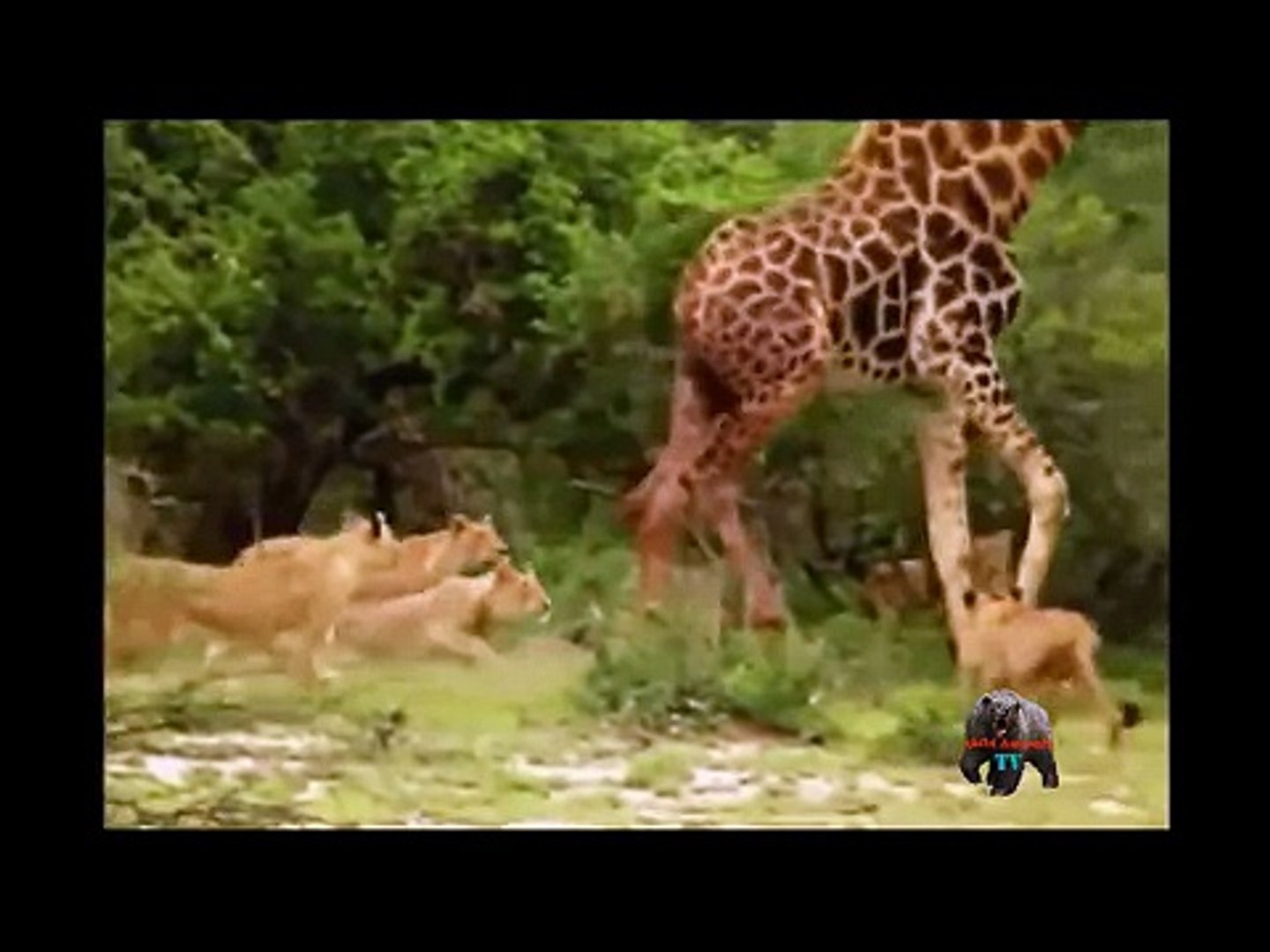 ⁣Most Amazing Wild Animal Attacks | Biggest wild animal fights | CRAZIEST Animals Attack