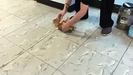 Ce chaton handicapé avance sur des roulettes! Trop mignon