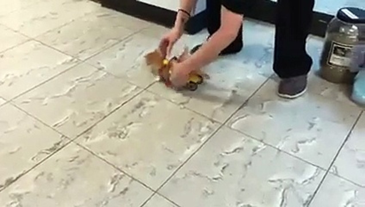 Ce chaton handicapé avance sur des roulettes! Trop mignon