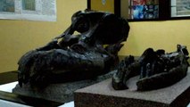Dinosaur Skull Discovered in Argentina Heralds New Species of Titanosaur