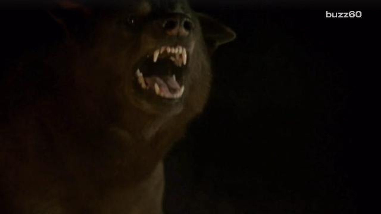 Here's Why Shaggydog is Alive and Well on 'Game of Thrones'