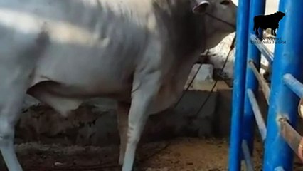 Bhagnari Sibbi King of cattle for 2016 Eid ul Adha