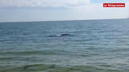 Bénodet (29). Un cétacé devant la grande plage (Le Télégramme)