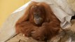 Zoo d'Amnéville - Naissance d'un orang-outan