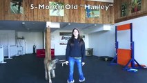 5 month old Great Dane: Harley! Board and Train Before and After Video