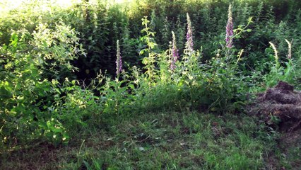Lotus SutraBuddhistART Garden in Parigné l'Evêque4