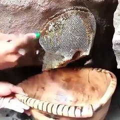 abeilles  bees
