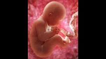 Bientôt des humains conçus dans des utérus artificiels ?