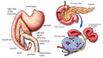 The major causes and processes of malabsorption in the GI tract