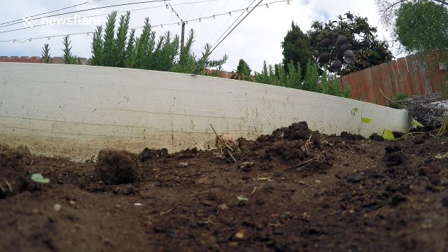 Dozens of praying mantis babies hatch out of egg