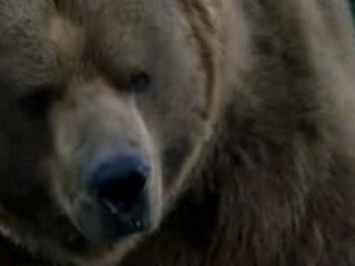 Bud light bear commercial