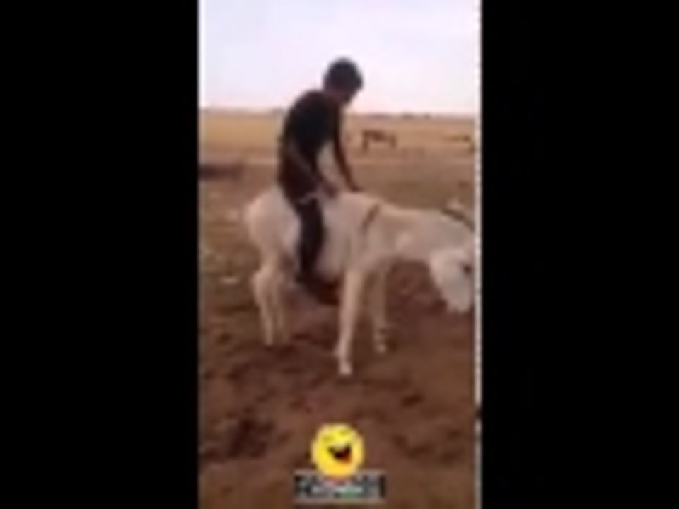 فارس