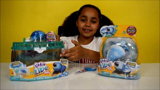 Little Live Pets Lil Turtle Tank & SURPRISE Lil Turtle | Kids Toy Review