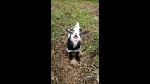 Inky the Goat Giving Big Smiles for the Camera