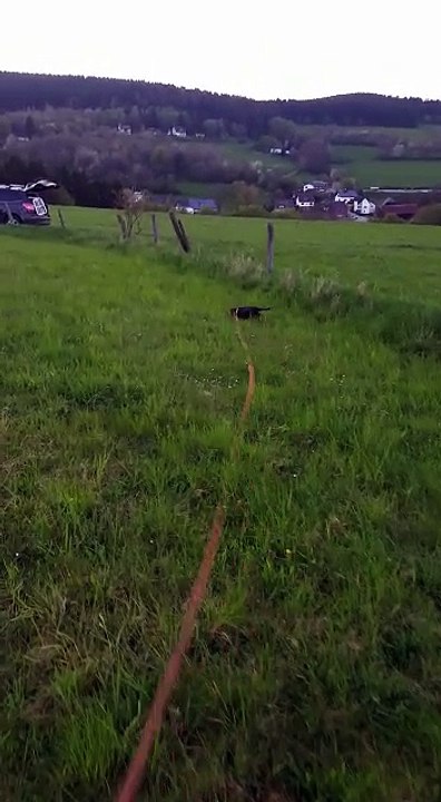 Merle de la plaine aux lièvres en initiation de recherche au sang