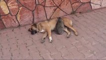 Kedi ile Köpek Birlikte Yatıp Birlikte Besleniyor