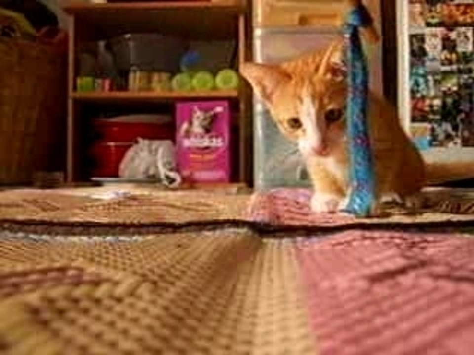 my cat