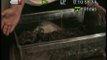 How to Keep Tiger Salamanders: Part 1 Habitat
