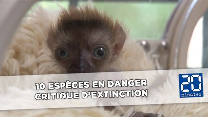 10 espèces en danger critique d'extinction