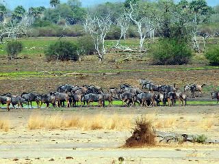 Lion kill in Selous Game Reserve 11.9