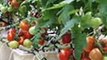 Cara Menanam Tomat Hidroponik Yang Benar  ( Youtube )